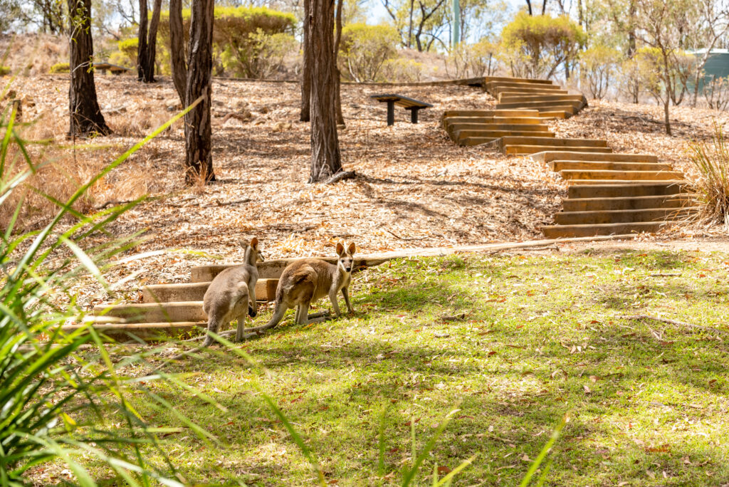 Image of two kangaroos sitting and eating grass at lake awoonga grassy area